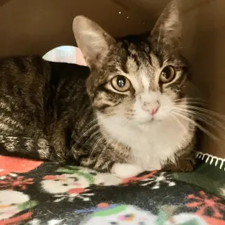 Elsie