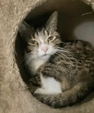 Elsie