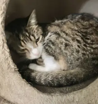 Elsie