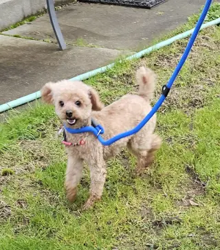 Teddy from Korea