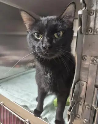 PYOTR