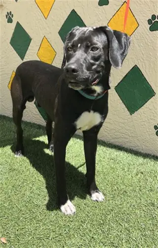 HUBERT