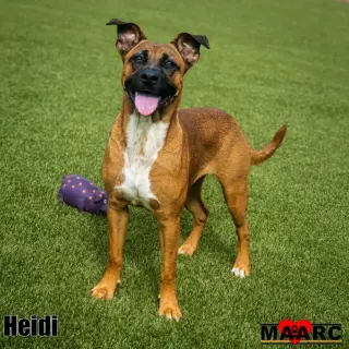 Heidi