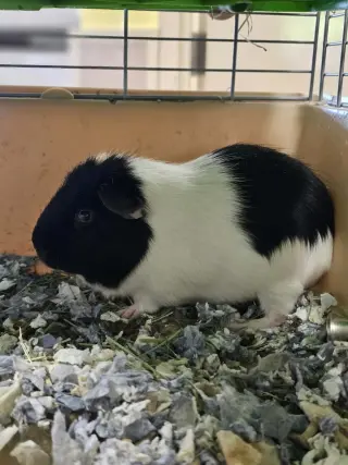 Ozzy