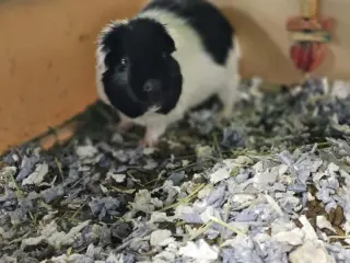 Ozzy