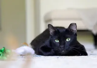 ONYX