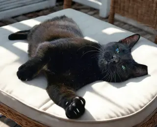 ONYX
