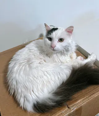 CLEMENTINE #2032- Offered by Owner - Senior Beauty
