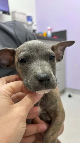 S'mores (Camping Litter)