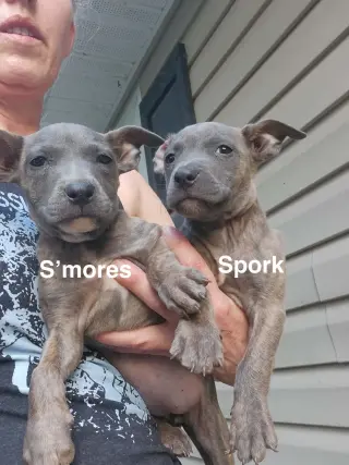 S'mores (Camping Litter)
