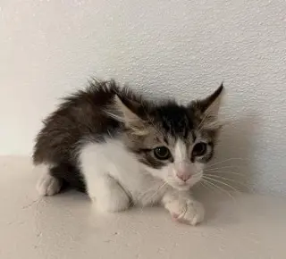 Cat 27746 (Jasper)