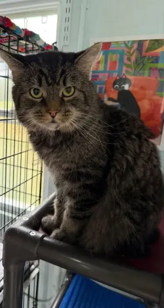 Todd