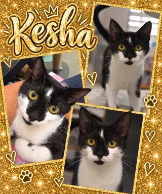 Kesha (FCID# 09/14/2026 - 94 Middletown PS) C