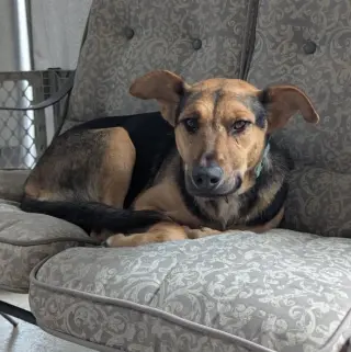 Halo