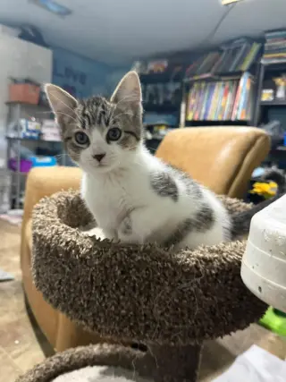 Pretzel