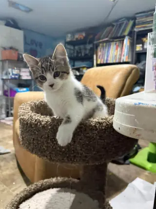Pretzel
