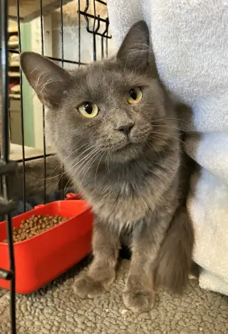 Sophia (bonded with Dorothy)