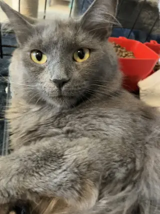 Sophia (bonded with Dorothy)