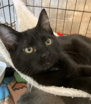 Dorothy (bonded with Sophia)
