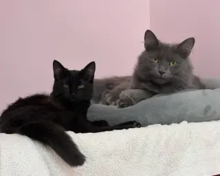 Dorothy (bonded with Sophia)