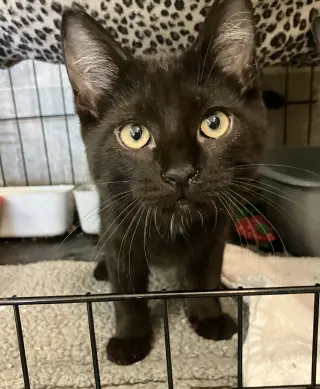 Dorothy (bonded with Sophia)