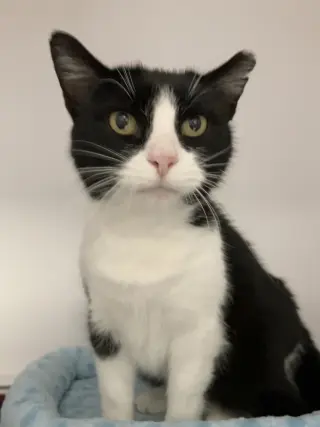 Stella