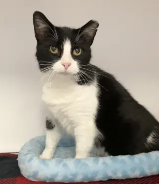 Stella
