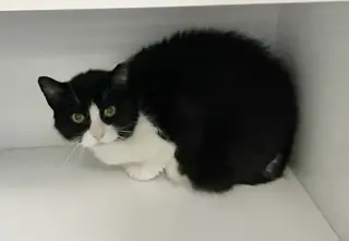 Stella