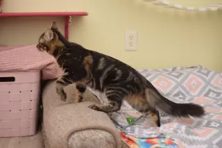 Benny
