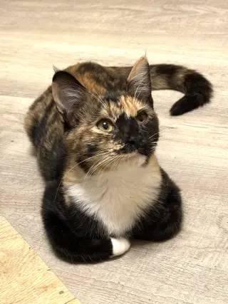 Jessie