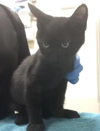 VEGA