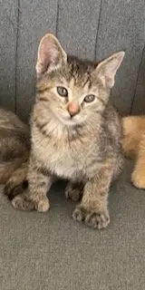 Mittens