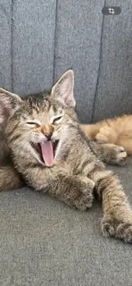Mittens