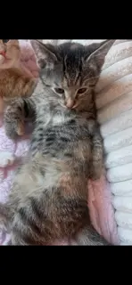 Mittens