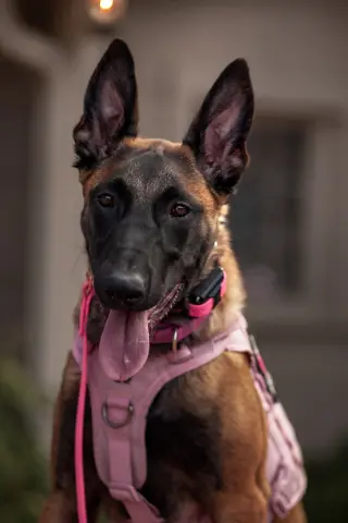 Gatorade