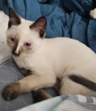 Kahlani