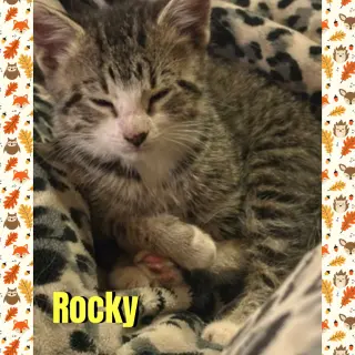 Rocky