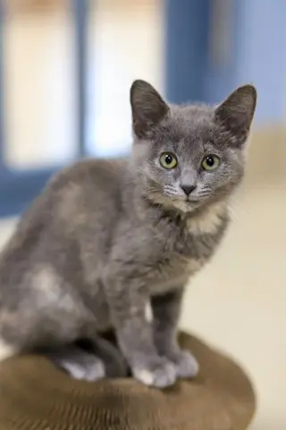 Tini