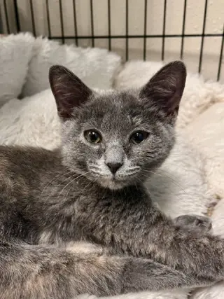 Tini