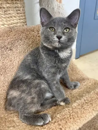 Tini