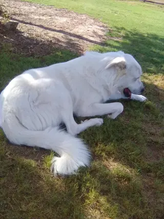 Sugar