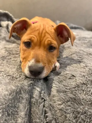 HAZEL