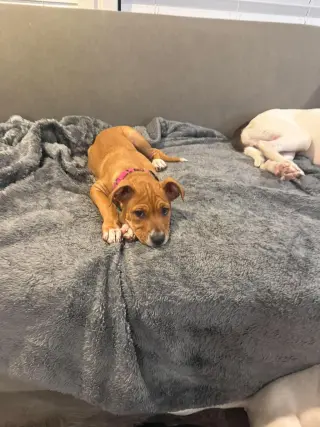 HAZEL