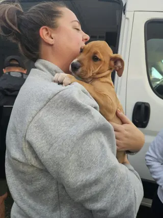 HAZEL