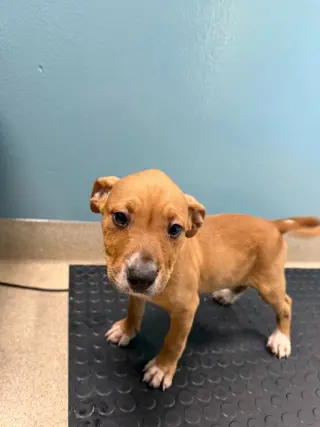 HAZEL