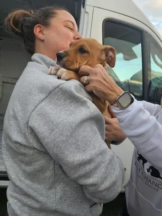HAZEL
