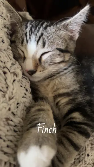 Finch