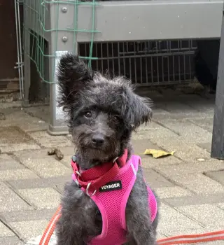 Minnie