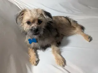 Chip