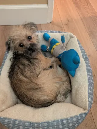 Chip